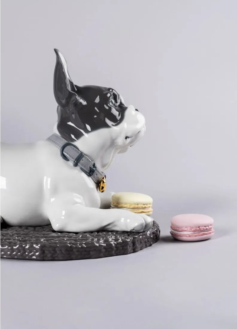 FRENCH BULLDOG WITH MACARONS